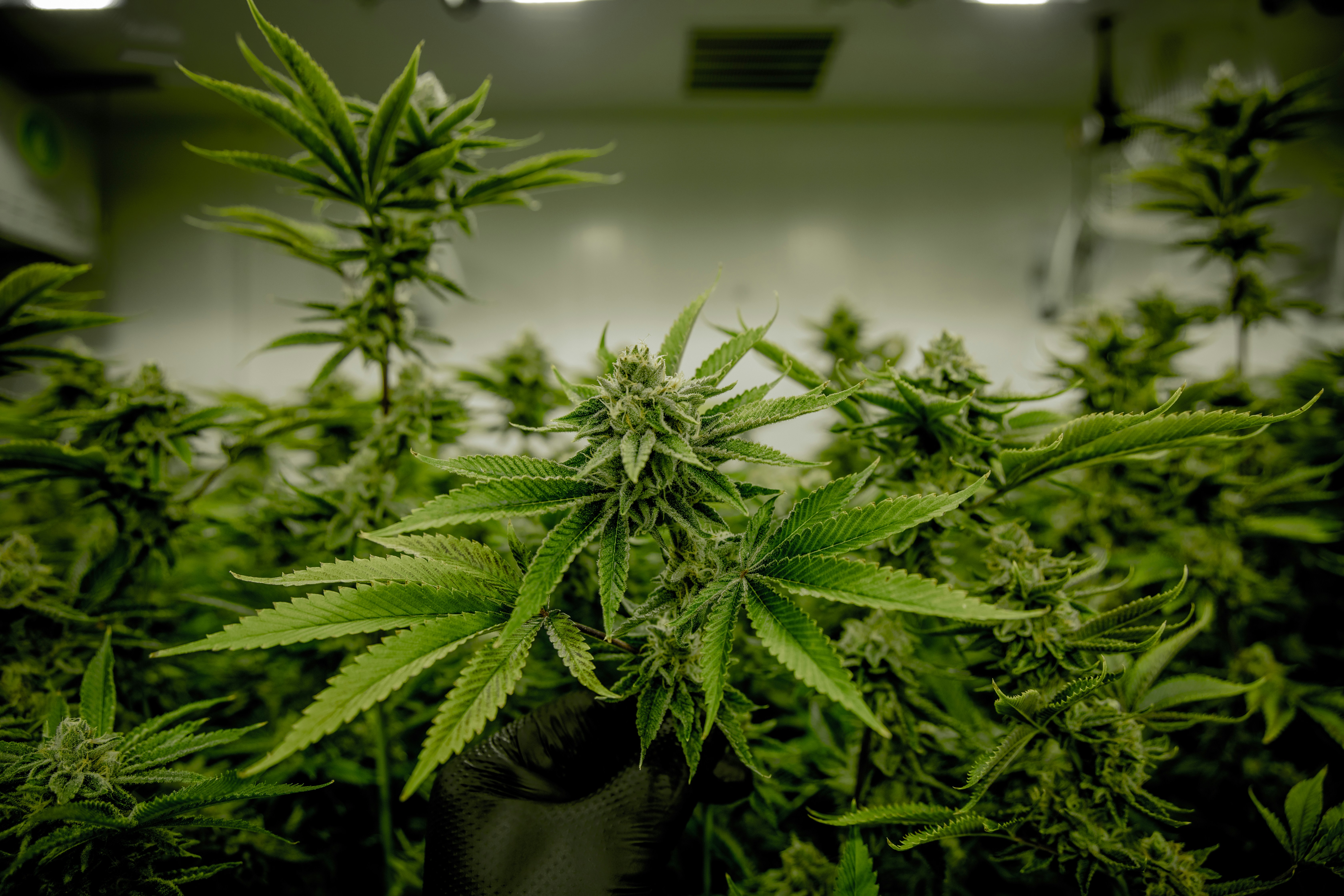 米国における合法大麻・カンナビス市場：グリーンラッシュの停滞期か
